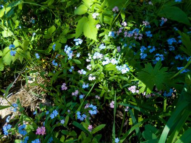Korun taze bahçe mavi ve pembe çiçek