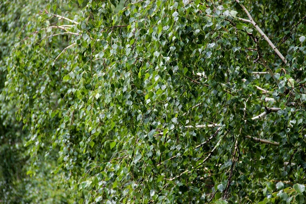 Lång smal vit björkstammar med färska blad — Stockfoto