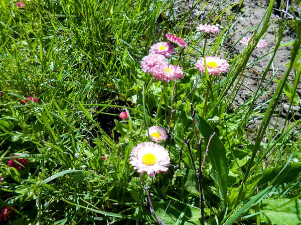 新鮮な庭のパンジーやデイジーの花 — ストック写真