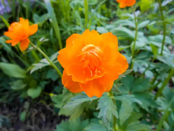 Grande plante globe-fleur aux fleurs globuleuses jaunes ou oranges , — Photo