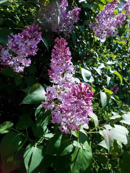 Blue and pink flowers lilac bush — Stock Photo, Image