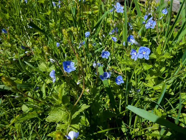 Jardin frais Pansy et fleurs de marguerite — Photo