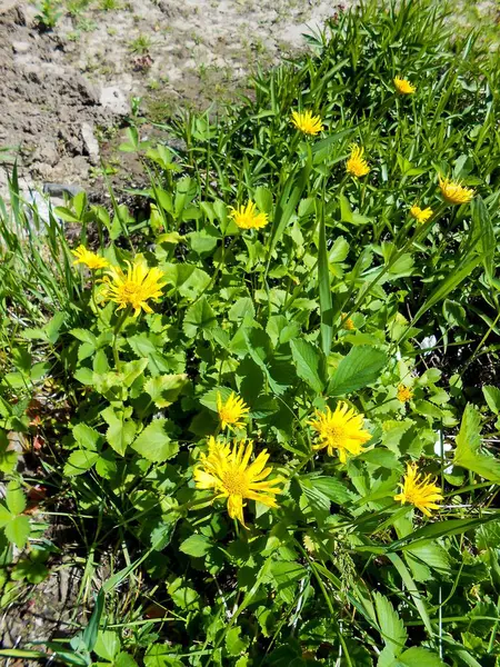 Paardebloemen in het weiland — Stockfoto