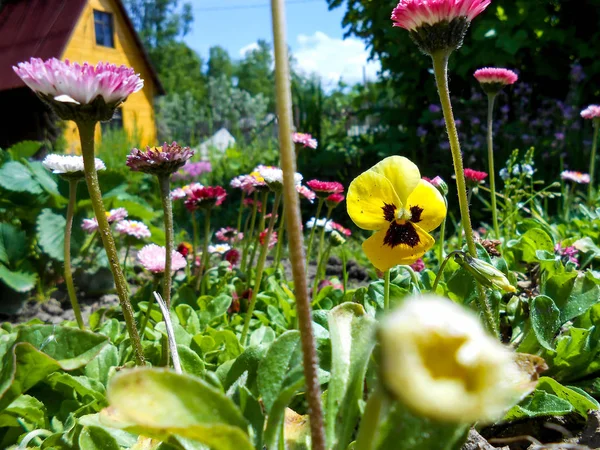 Jardin frais Pansy et fleurs de marguerite — Photo