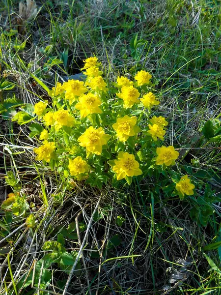 Κίτρινο Euphorbia πολυανθή στο Λιβάδι — Φωτογραφία Αρχείου