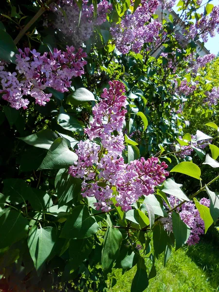 Blue and pink flowers lilac bush — Stock Photo, Image