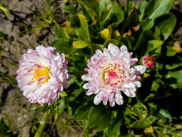 Jardim fresco Flores de margarida e margarida — Fotografia de Stock