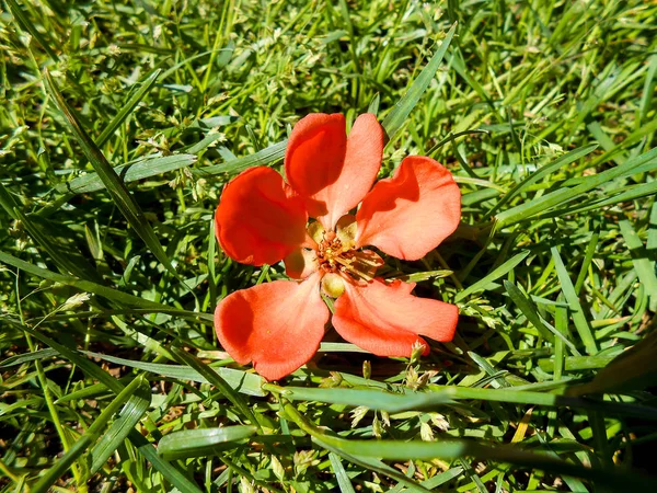 Färska blommor av kvitten (japonica, chaenomles). — Stockfoto