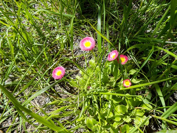 Verse tuin viooltje en daisy bloemen — Stockfoto