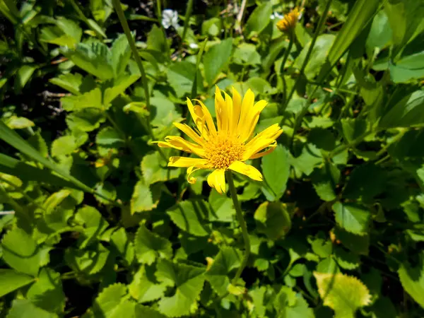 Paardebloemen in het weiland — Stockfoto