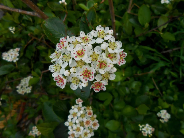 White viburnum flowers among dark green leaves — Stock Photo, Image