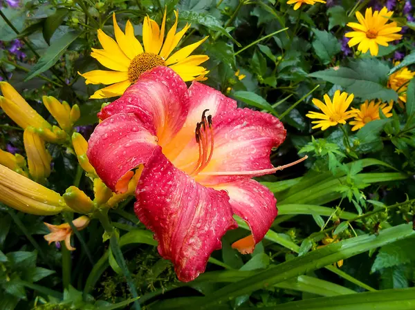 Fleurs de lys fraîches et colorées dans le jardin . — Photo