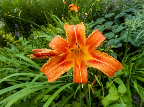 Fleurs de lys fraîches et colorées dans le jardin . — Photo