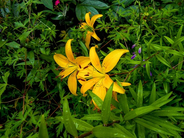 Flores frescas de lirio de colores en el jardín . — Foto de Stock