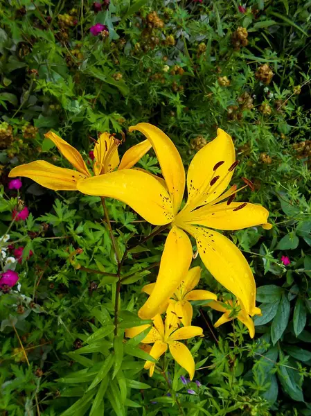 Fleurs de lys fraîches et colorées dans le jardin . — Photo