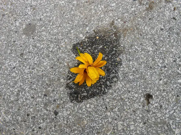 Jerusalém flor de alcachofra encontra-se em uma poça de verão — Fotografia de Stock