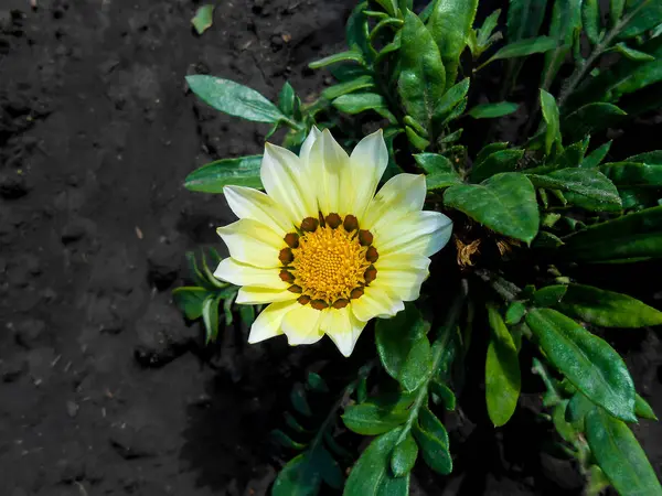 Gerbera flores agaisnt fundo escuro — Fotografia de Stock