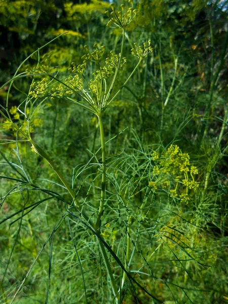 Close up background with yellow flowers on flowering dill herb — Stock Photo, Image