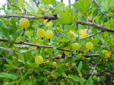 Dal sarı Bektaşi üzümü