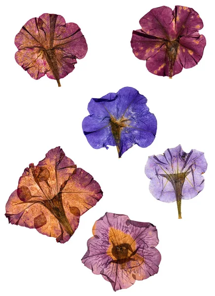 Gedroogde geperst kleurrijke Petunia's geïsoleerd — Stockfoto