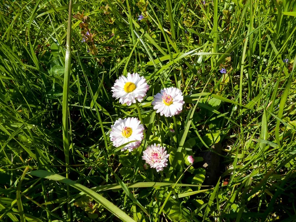 Daisy bloemen in het weiland — Stockfoto