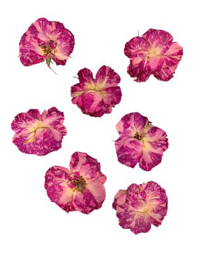 Kuru hassas gül preslenmiş çiçekler üzerinde beyaz izole