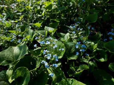 Sibirya bugloss (brunnera macrophylla 
