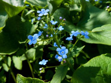 Sibirya bugloss (brunnera macrophylla 