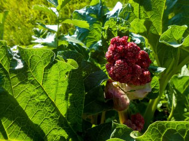 Kırmızı ravent bitki bir bahçe çiçekli 