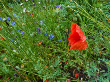 Kırmızı gelincik papatyalar arasında bir takas rüzgarda sallayarak ve