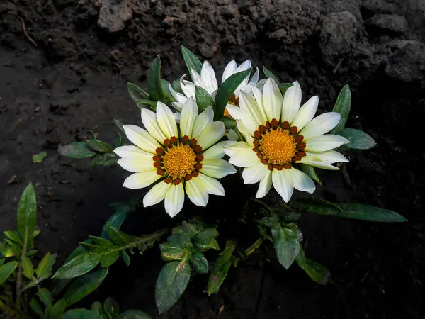 거 베라 꽃 agaisnt 어두운 배경 — 스톡 사진
