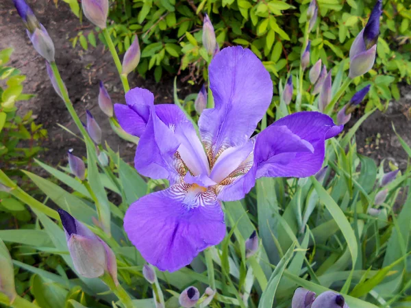 Iris bleu fleur gros plan dans la nature — Photo