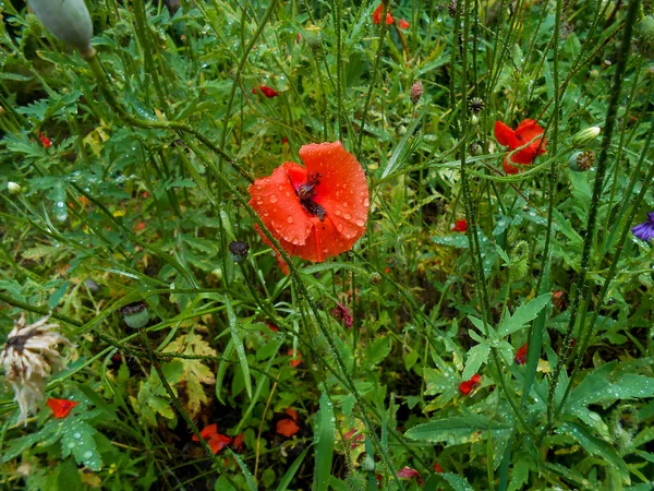 ヒナギクの花の中でクリアに風になびかせて赤いケシと — ストック写真
