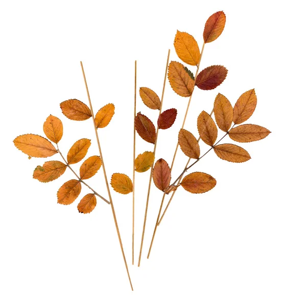 Gepresste Blätter Eberesche, Grashalme und Blumen Sellerie — Stockfoto