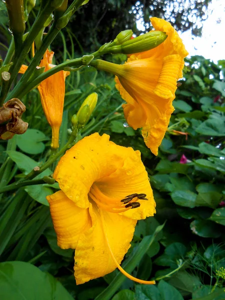 Friss színes "Olimpiai arany" Sásliliom virágokat a kertben. — Stock Fotó