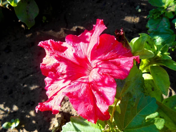 Rosa rayado petunia grande en el jardín —  Fotos de Stock