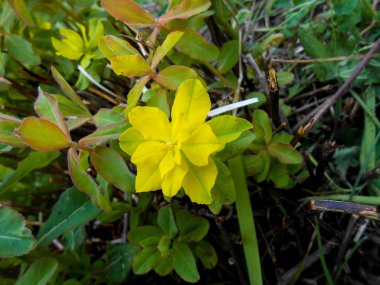 Sarı olan çayır multiflorous