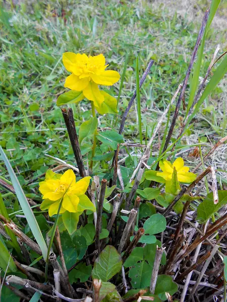 Gele Euphorbia multiflorous in de weide — Stockfoto