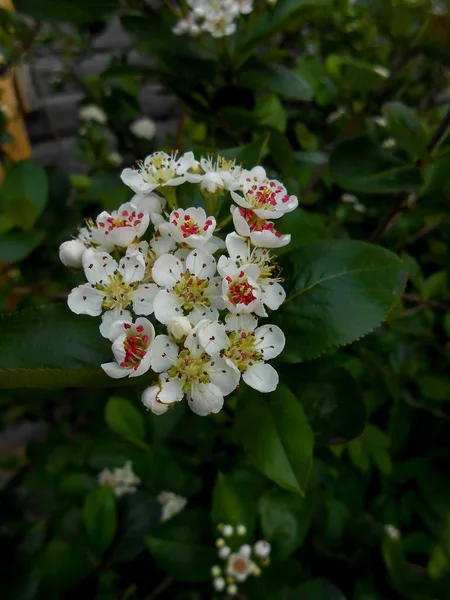 White viburnum flowers among dark green leaves — Stock Photo, Image