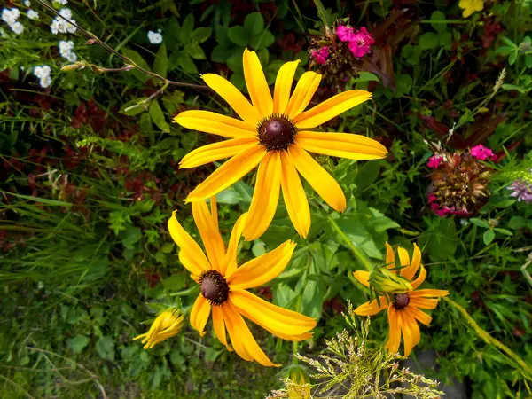 Delicati fiori gialli e petali in giardino — Foto Stock