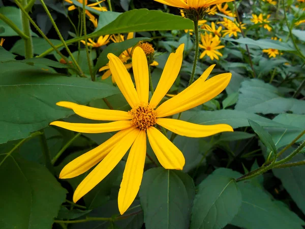 Delicadas flores amarelas e pétalas no jardim — Fotografia de Stock