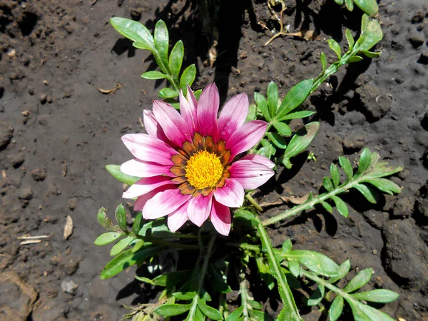 Gerbera flores agaisnt fundo escuro — Fotografia de Stock