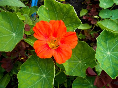 Bahçedeki turuncu çizgili büyük Petunya