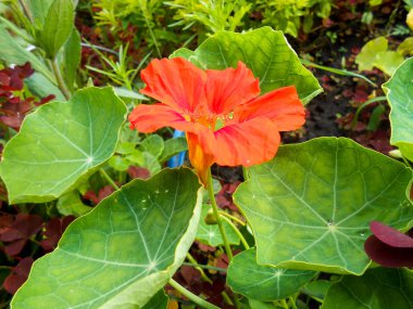 Bahçedeki turuncu çizgili büyük Petunya