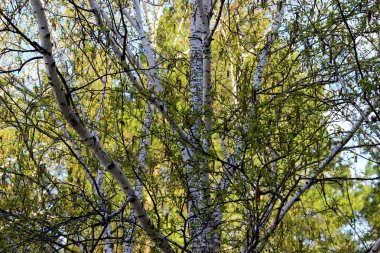 Taze yaprakları ile uzun boylu ince beyaz huş ağacı Kasalar