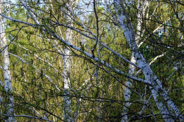 Taze yaprakları ile uzun boylu ince beyaz huş ağacı Kasalar