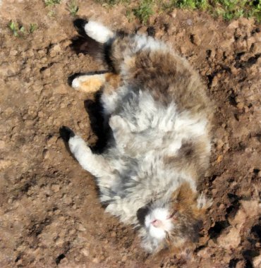 Şiddetli Sibirya kırsal kedi Waterco taze alıntı yatağa yatıyor