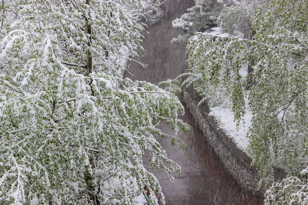 Rückkehr des Winters, Schneefall. grüne große Blätter von Birken bedecken — Stockfoto