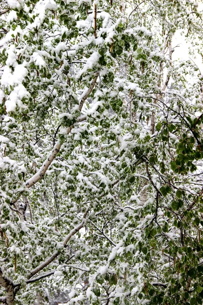 Rückkehr des Winters, Schneefall. grüne große Blätter von Birken bedecken — Stockfoto