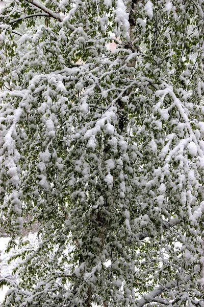 Regresso do Inverno, queda de neve. As grandes folhas verdes de vidoeiros covere — Fotografia de Stock